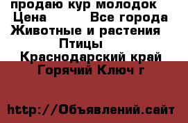 продаю кур молодок. › Цена ­ 320 - Все города Животные и растения » Птицы   . Краснодарский край,Горячий Ключ г.